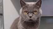 kater bliksem