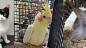 dieren Stevenshage