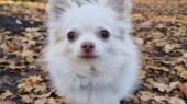 woeffie dierentehuis stevenshage