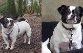 teddy dierentehuis stevenshage