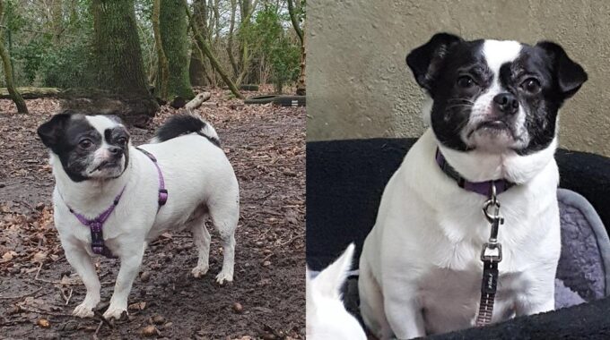 teddy dierentehuis stevenshage