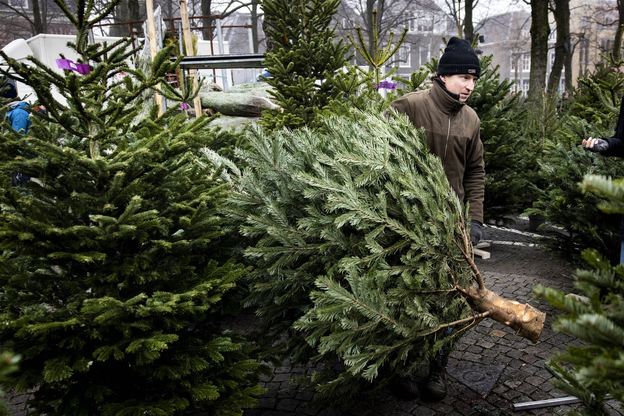 Klaar met de kerstboom? Dit is het ophaalschema in Middelburg