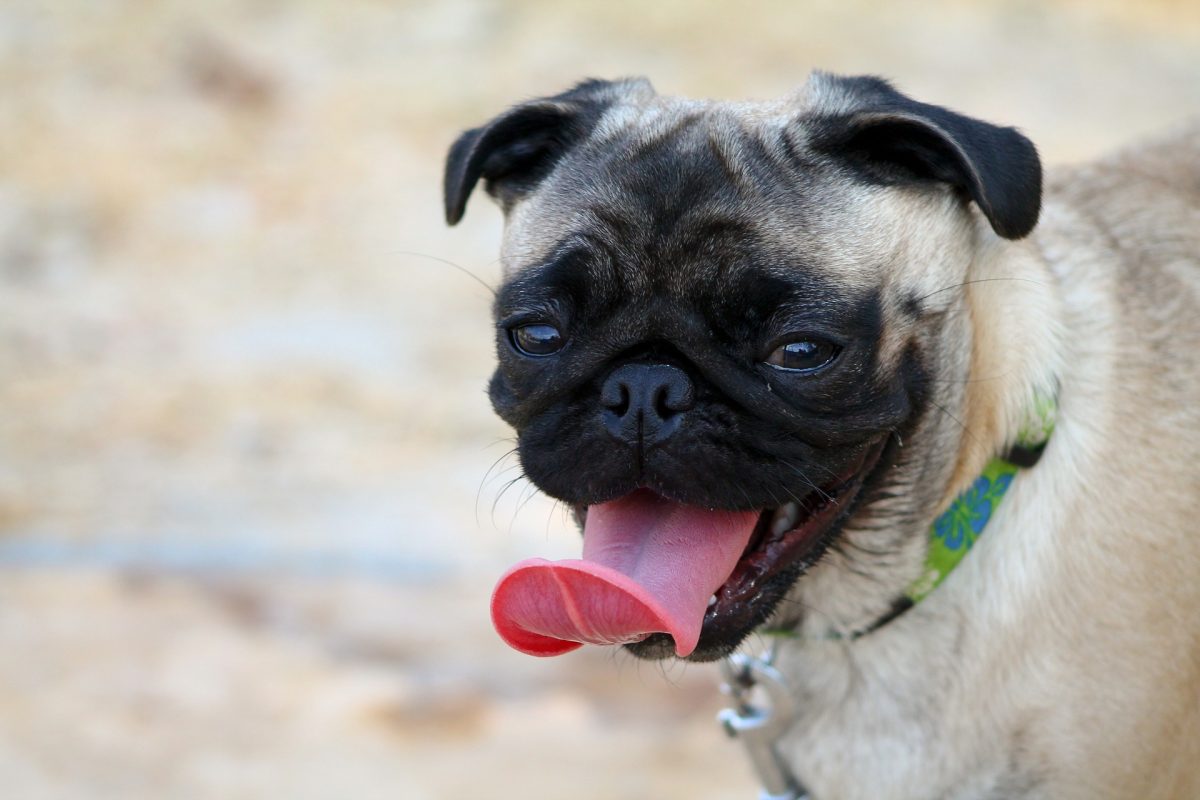 Mopsdag