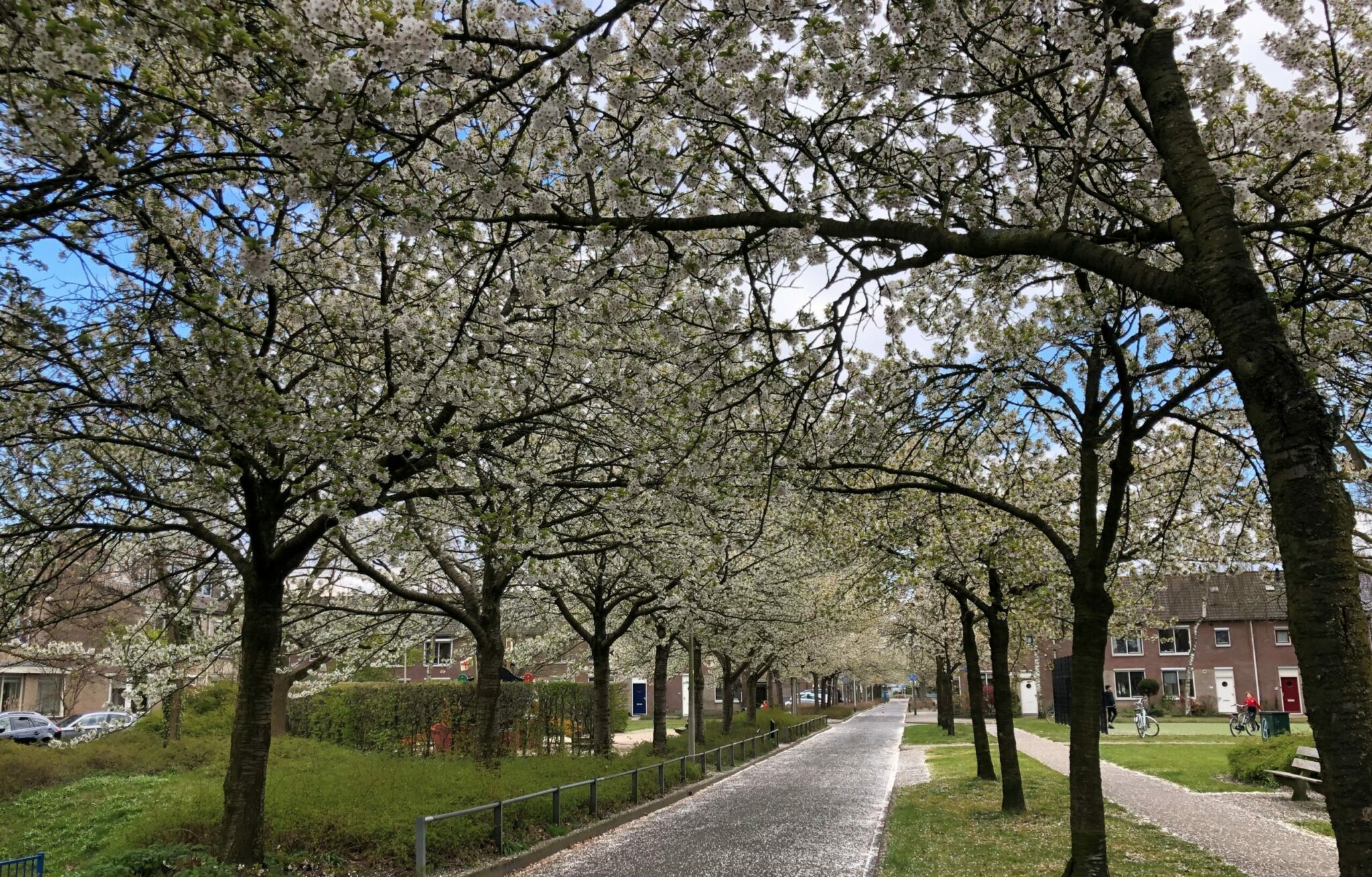pollenradar nijmegen