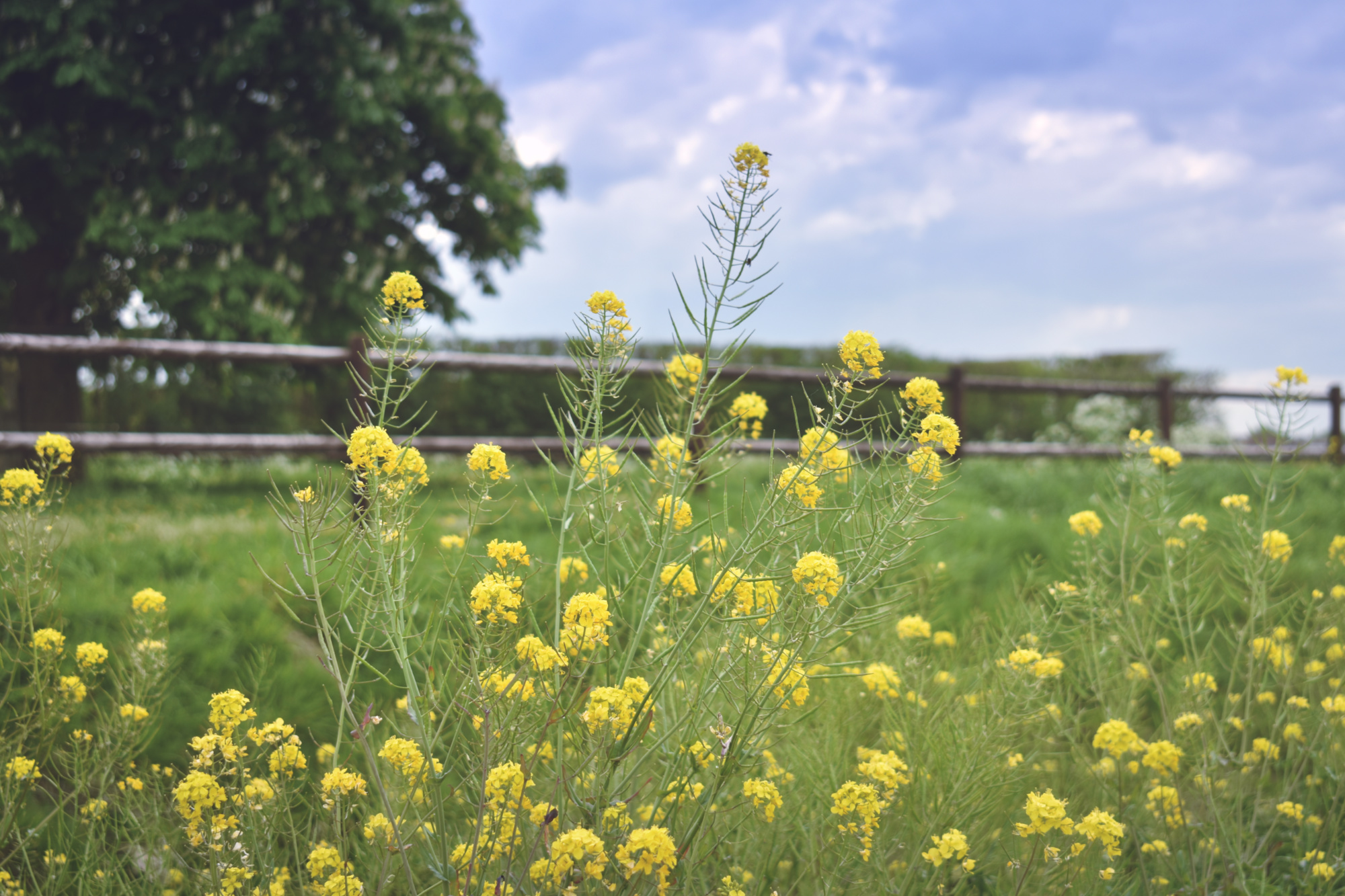 Wat zijn toch die gele bloemen die overal zo uitbundig bloeien in de