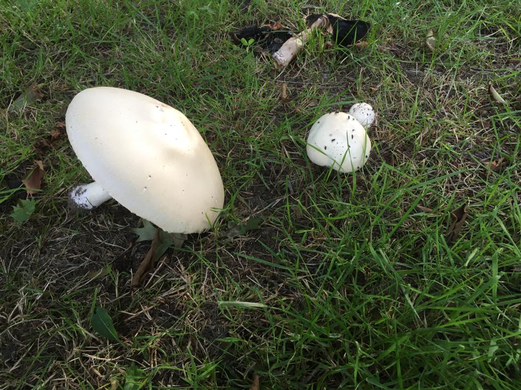 Paddenstoelen in de zomer