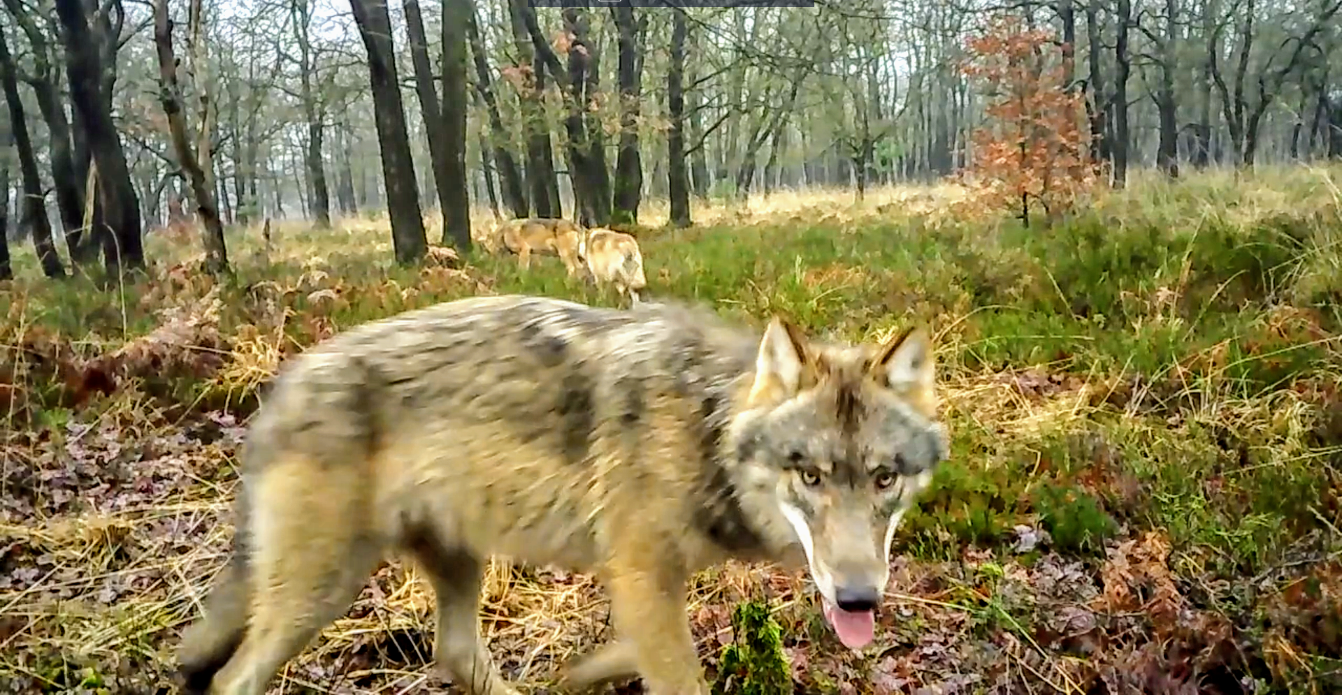wolvenfamilie wolf wolven veluwe harderwijk ermelo putten