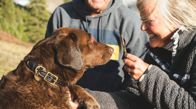 corona testen huisdier huisdieren coronavirus