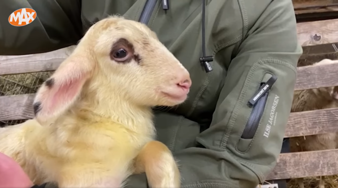carrie ten napel ermelo lammetje adopteren schaapskooi schapedrift omroep max