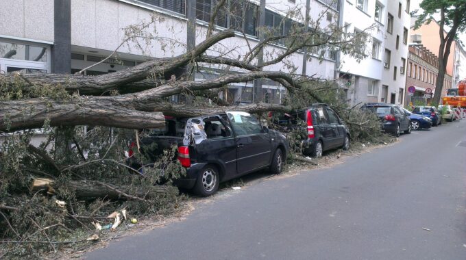 Omgevallen boom. Eerste storm verwacht in Harderwijk, Ermelo en Putten