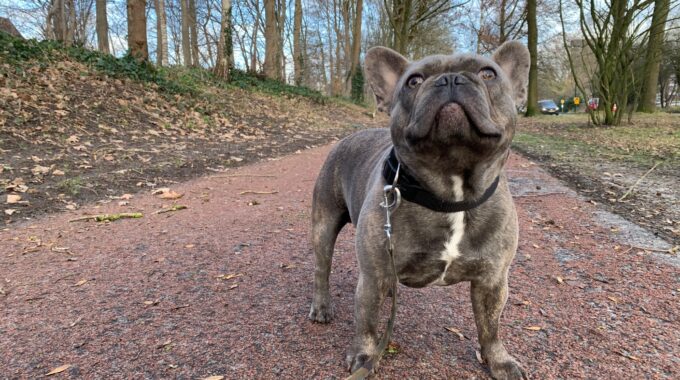 honden losloopgebied los lopen