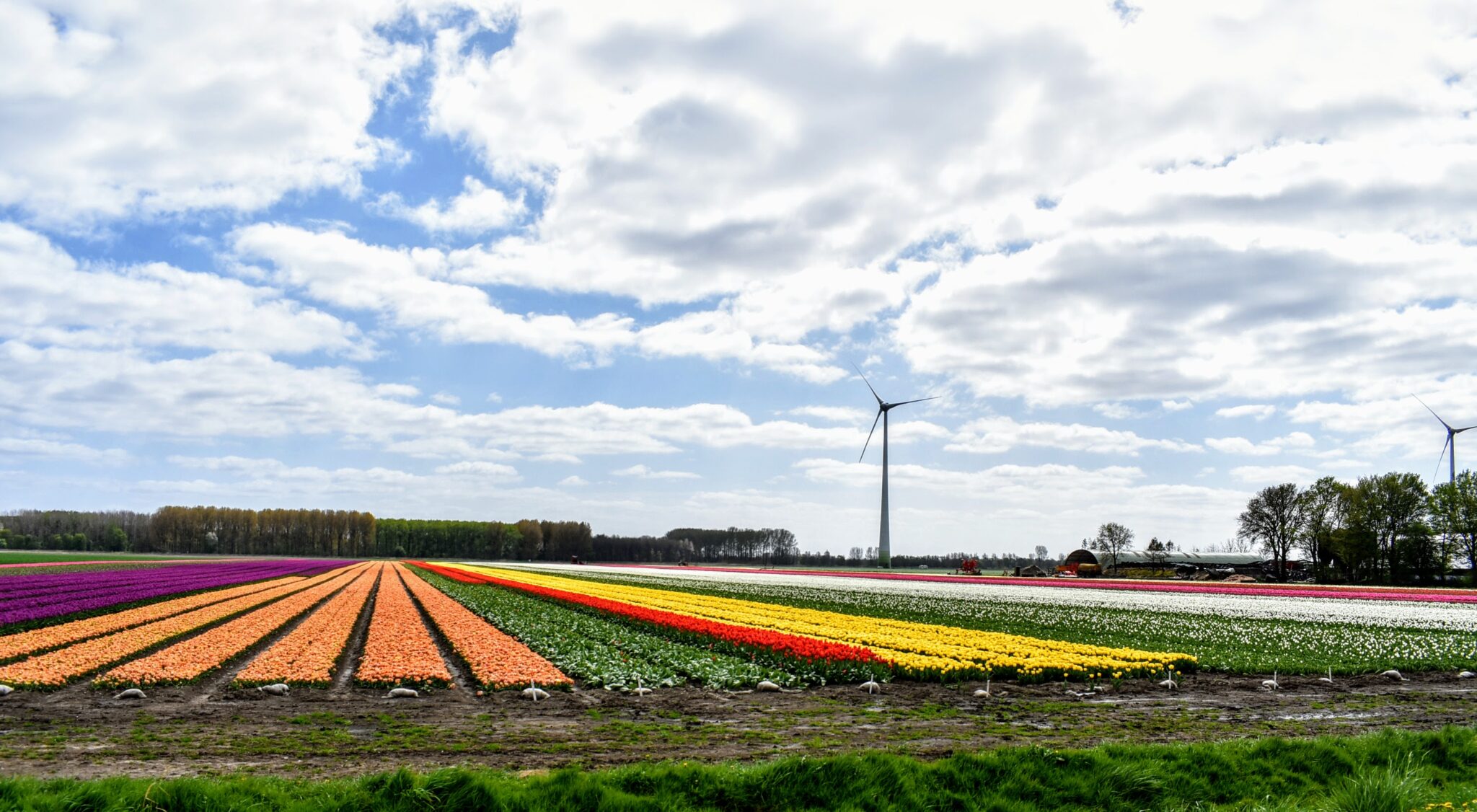 Tulpenroute door de polder