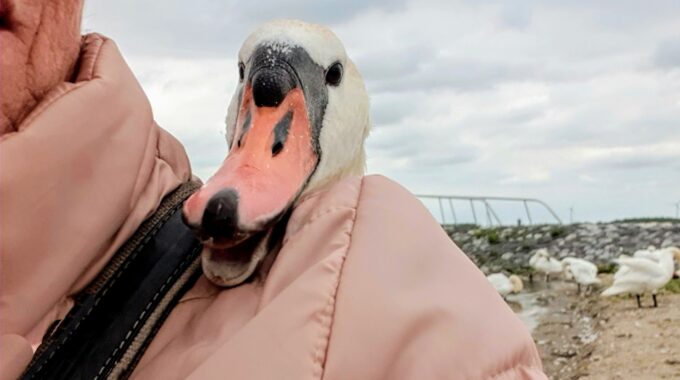 zwanenvrouwtje zwanen zwaan harderwijk