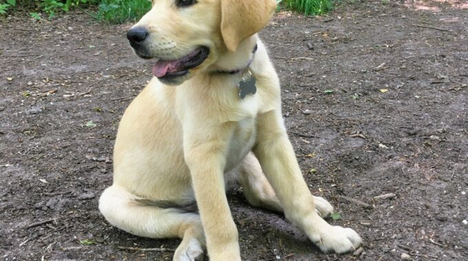 losloopgebied abel geleidehond ermelo aanlijnplicht