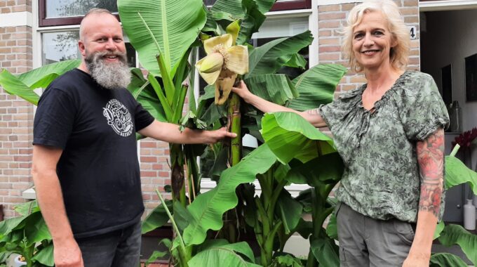 bananenplant in bloei harderwijk ermelo putten deventer