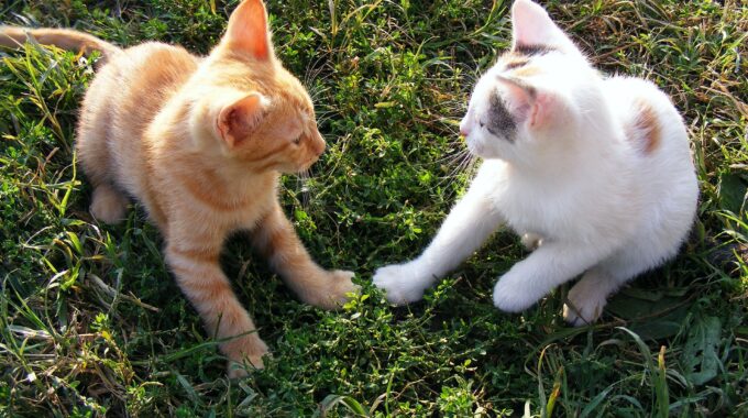 Kattenfilmpjes in de bios bioscoop amersfoort zwolle harderwijk apeldoorn