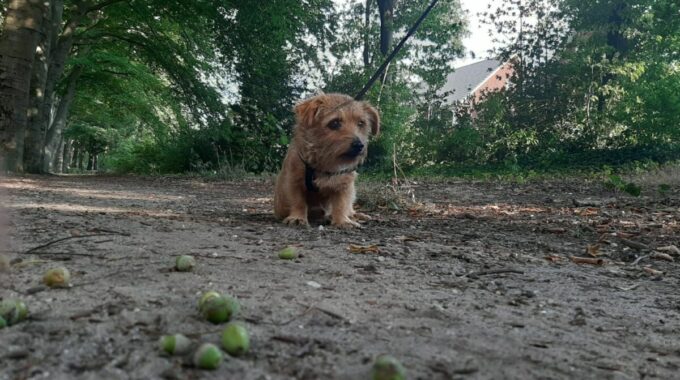 groene eikels hond gevaarlijk