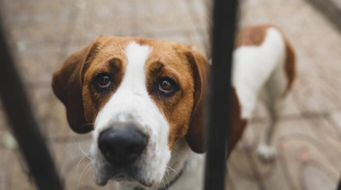 dierenbescherming bellen