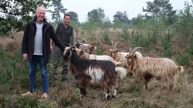 geiten in ermelo landgeiten speuld