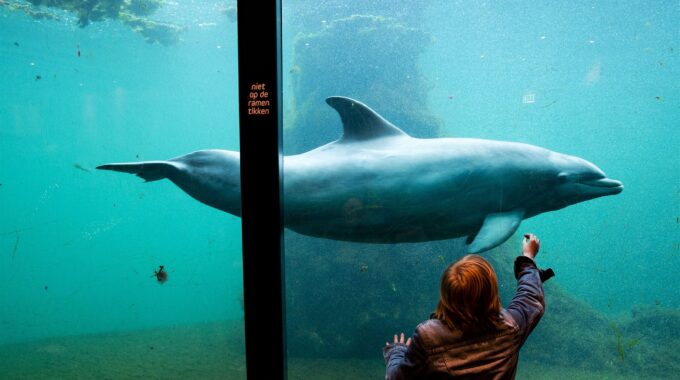 dolfinarium harderwijk