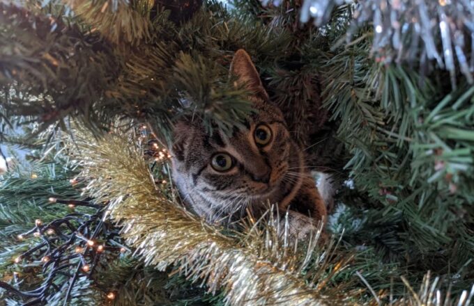 kat in kerstboom