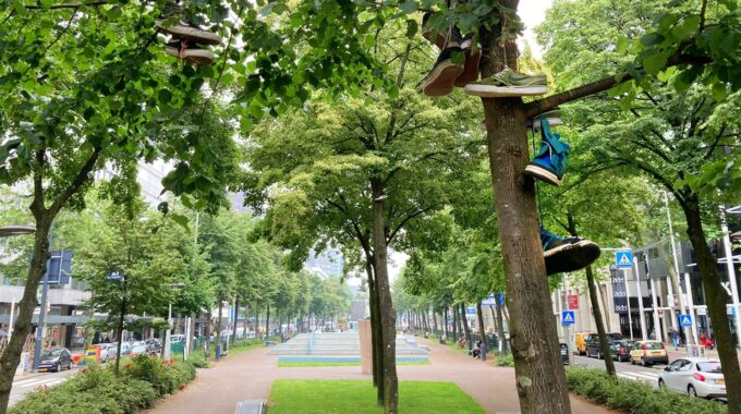 schoenen boom