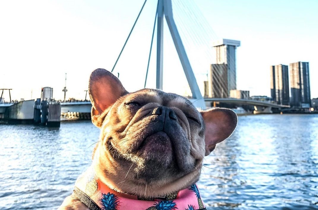 Kan Doutzen een puntje aan zuigen: 11 x honden bij de Erasmusbrug
