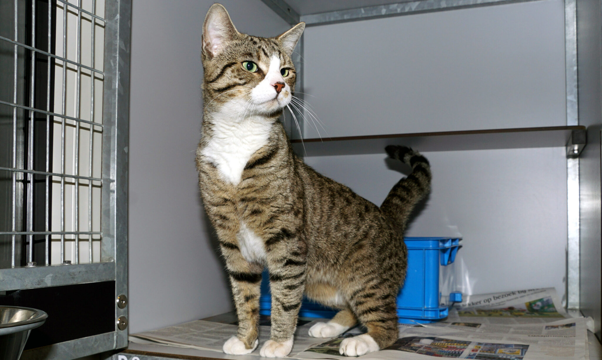 SZR Adoptiekat Popov (2)