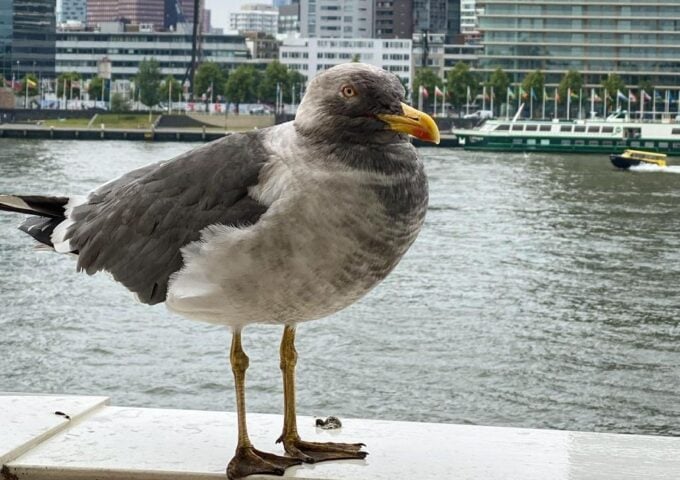 mattie de meeuw