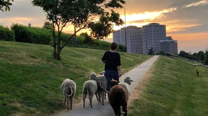 schapen