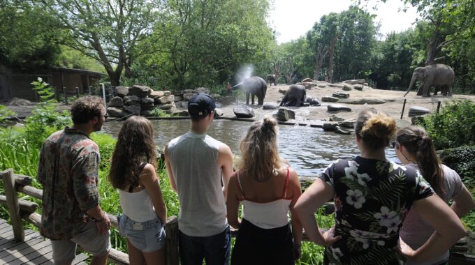 olifanten diergaarde blijdorp bezoekers