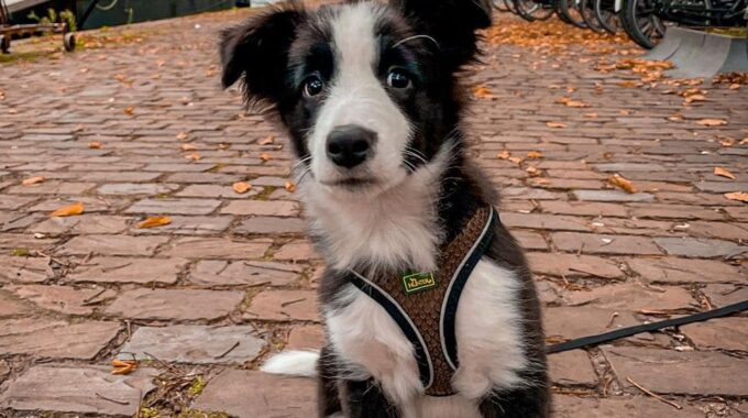 hond