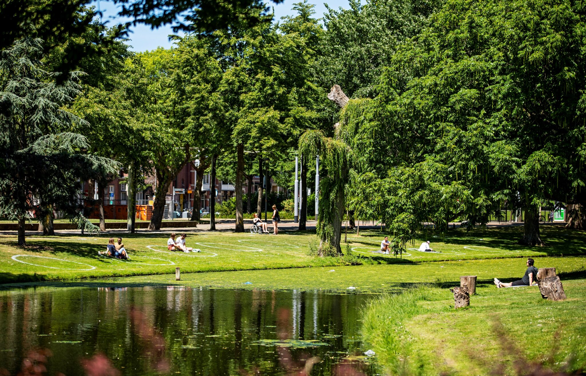Pollen in Rotterdam: deze plekken vermijd je liever als je hooikoorts hebt