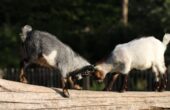 kinderboerderij De Kraal