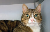 SZR Adoptiekat Bommel (2)