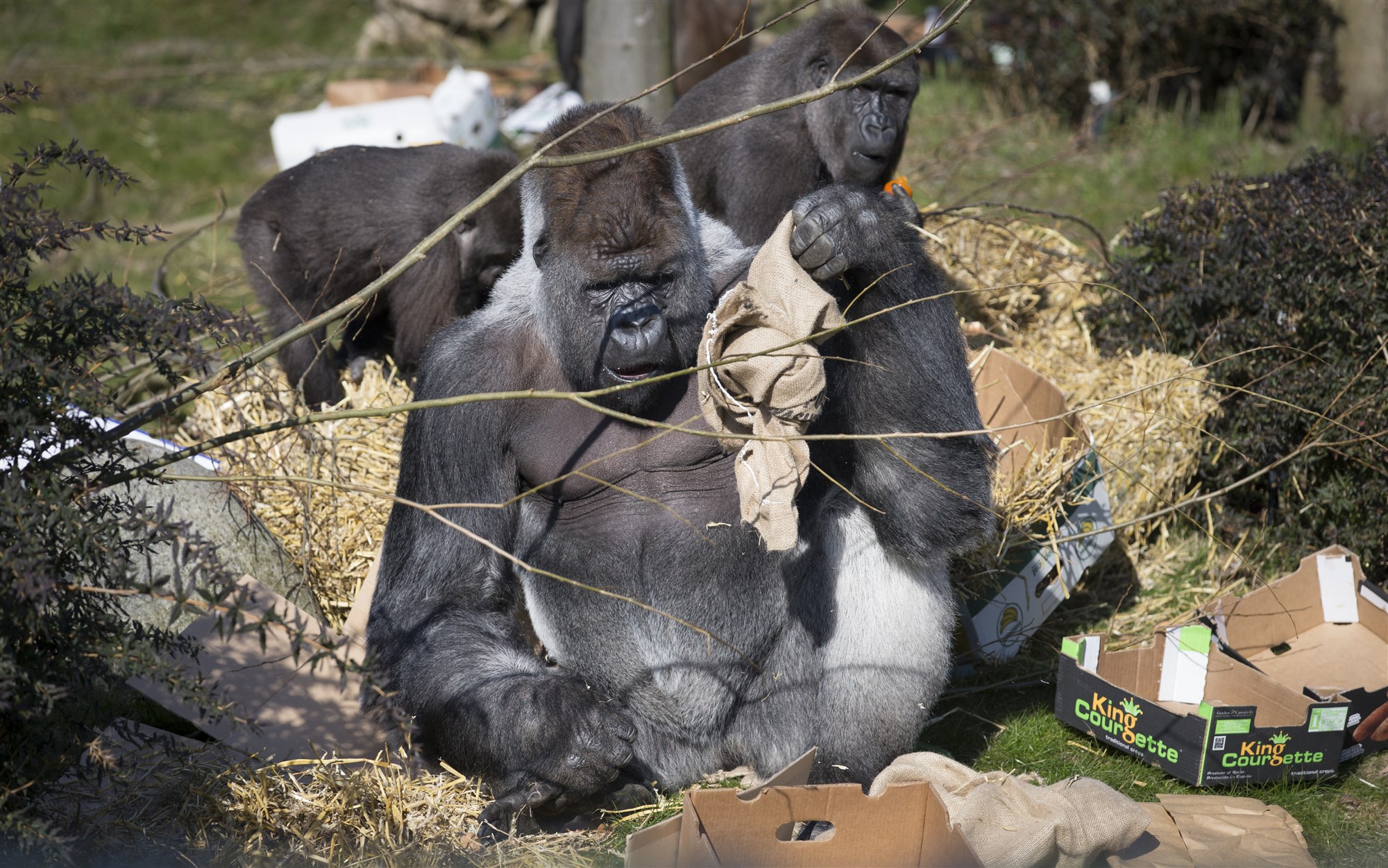 Blijdorp maakt oorzaak bekend Bokito overleed aan de gevolgen van hartfalen Oozo.nl