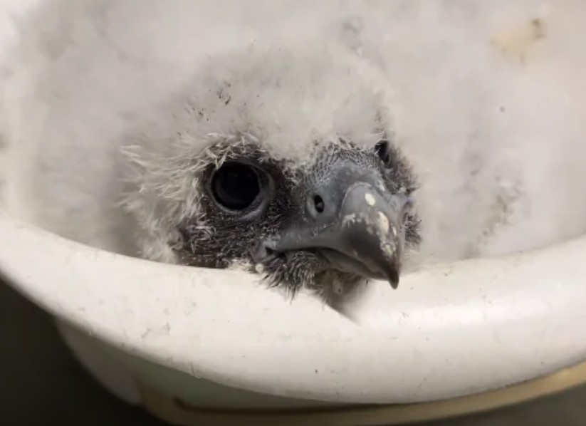 Er zijn twee baby’s geboren op het dak van het Erasmus MC (en jij mag de namen bedenken)