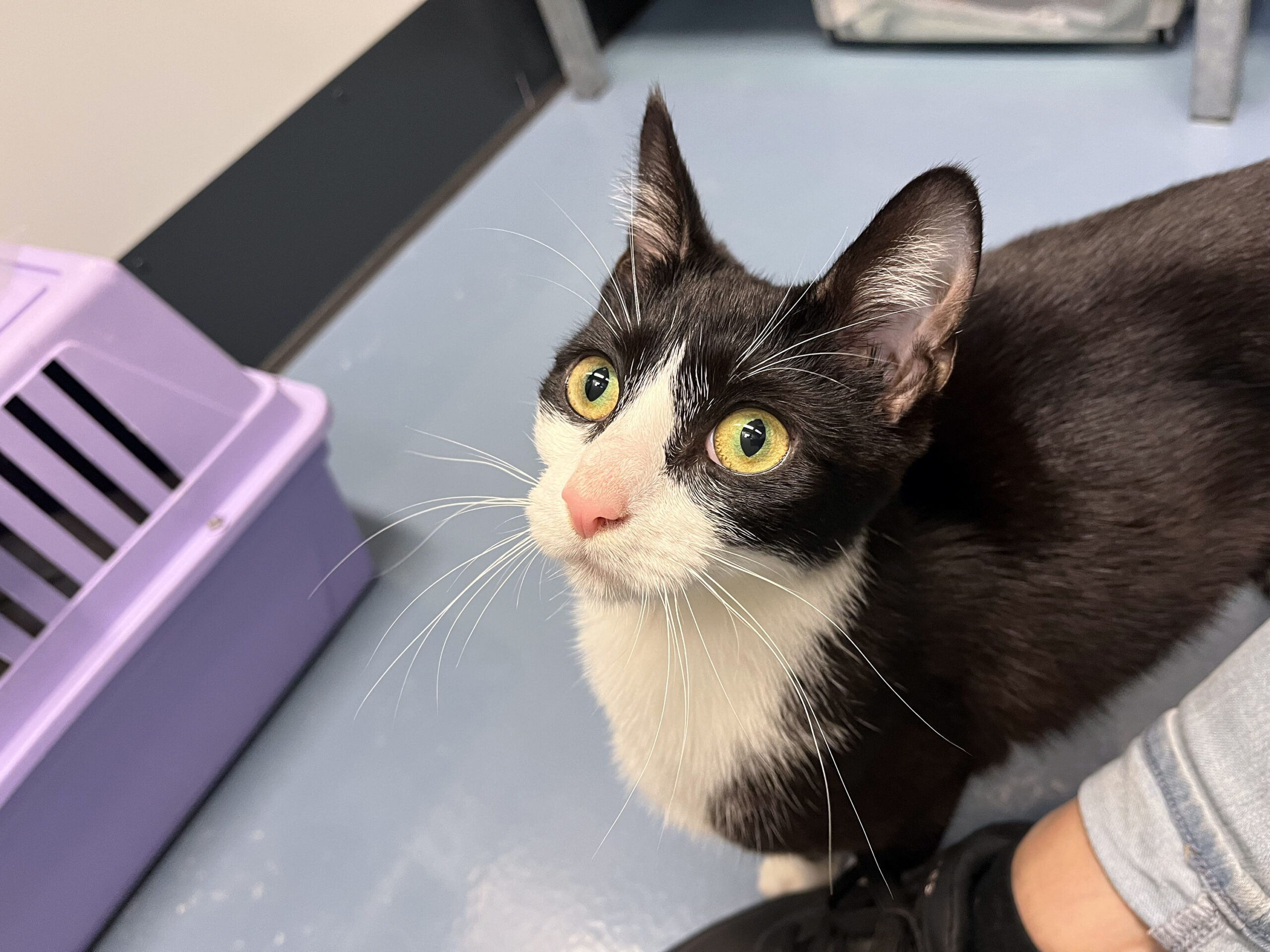 Asielkat: pittige Peppa zoekt een liefdevolle kattenkenner