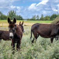 Er lopen drie ezels in het Rotterdamse havengebied.