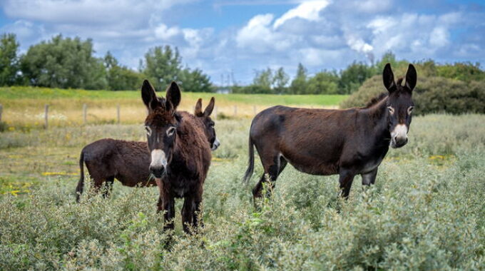 Er lopen drie ezels in het Rotterdamse havengebied.