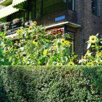 zonnebloemen statensingel1