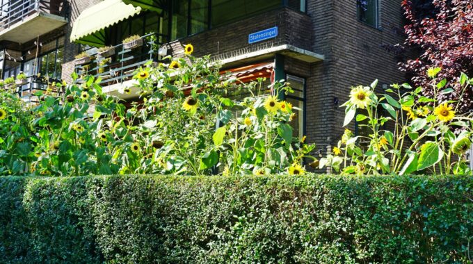 zonnebloemen statensingel1