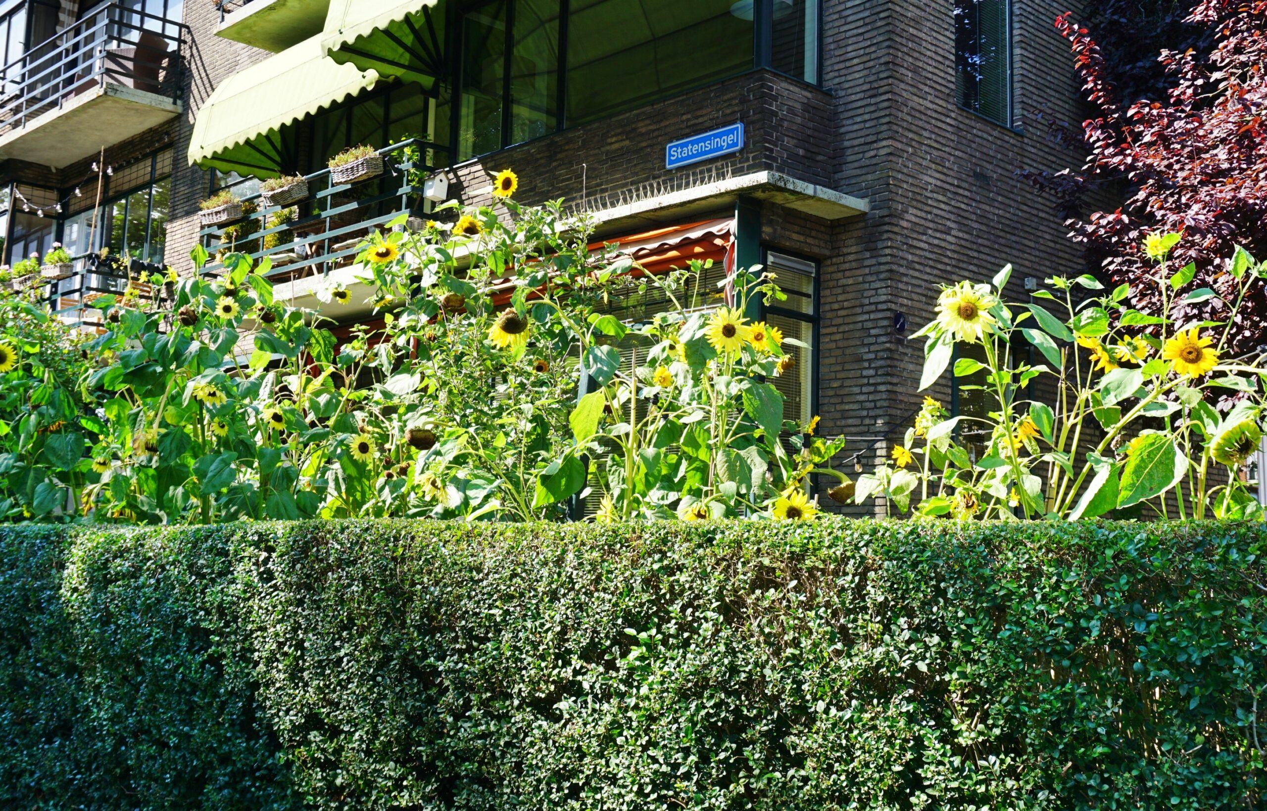 In deze tuin in Blijdorp staan gigantische zonnebloemen: ‘Wel 4,5 meter hoog’