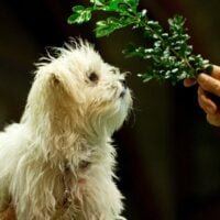 Stoet der dieren