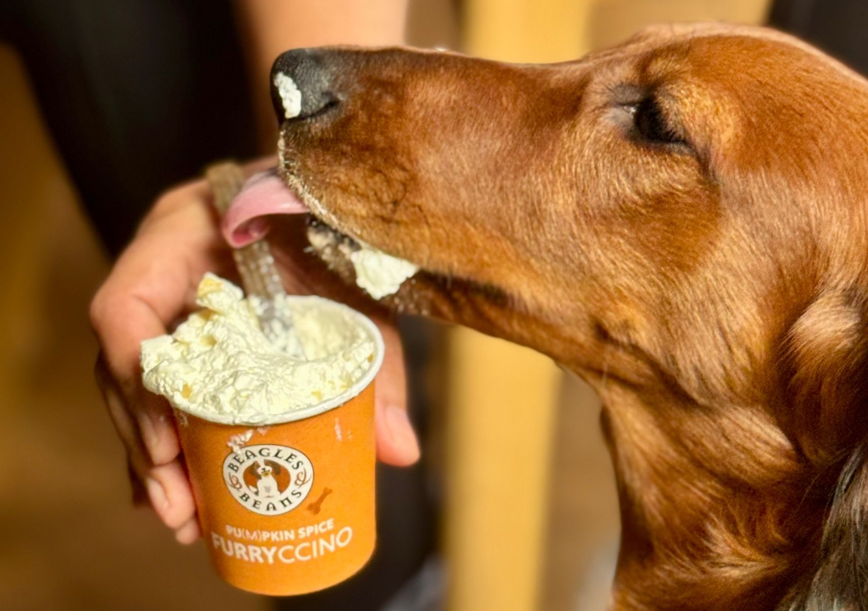 Hier in Rotterdam krijg je op Dierendag gratis koffie (en je hond ook)