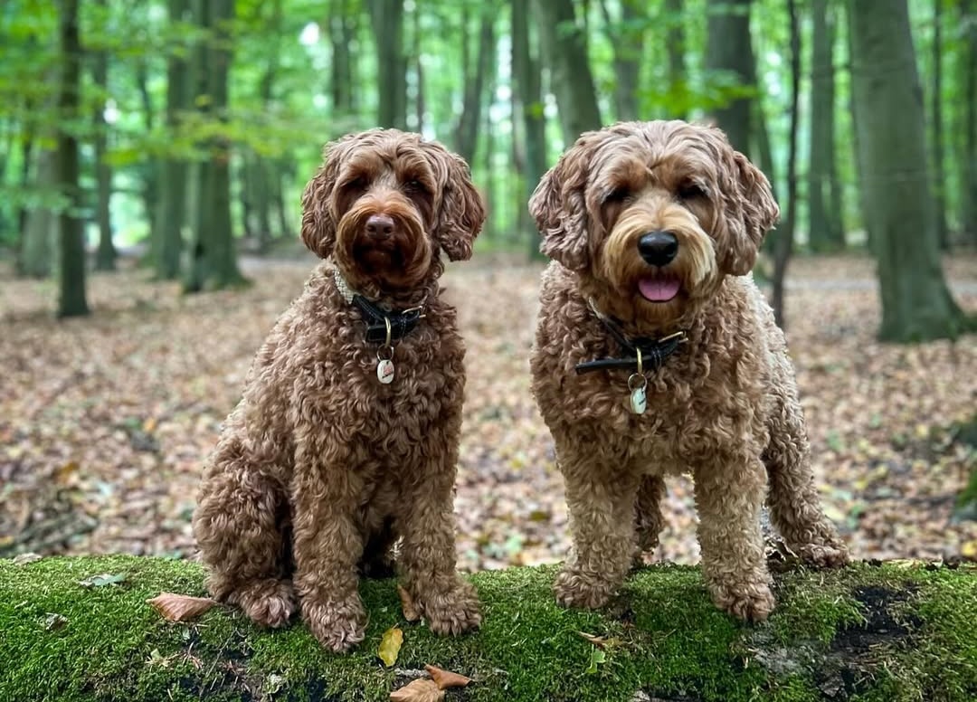 Herfst! 7 x deze honden genieten in het Kralingse Bos