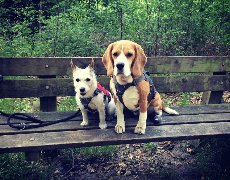 Tilburgse Guusje start een petitie voor hondenloslooproute in de Oude Warande