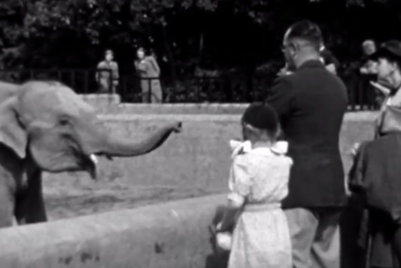Veel kijkplezier: deze gave video van de dierentuin aan de Bredaseweg moet je zien