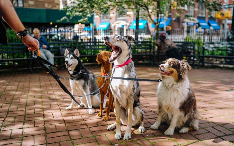 Honden uitlaten