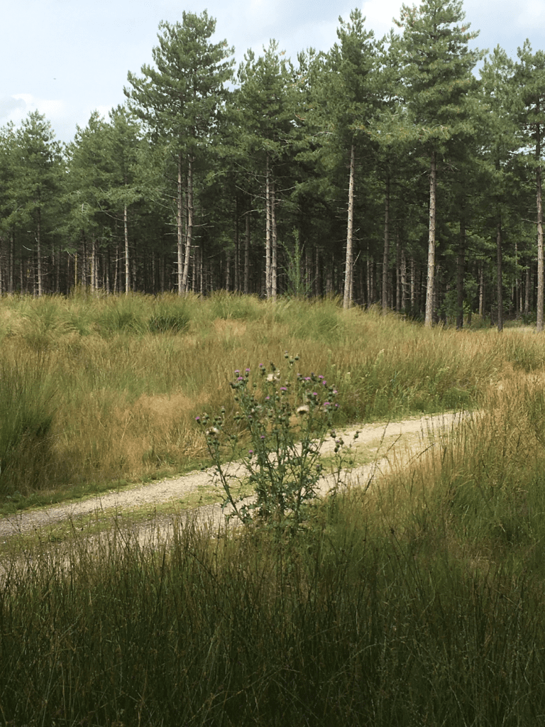Dit zijn de voordelen van het begraven op een natuurbegraafplaats Dit zijn de voordelen van het begraven op een natuurbegraafplaats